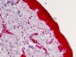 CASP4 / Caspase 4 Antibody